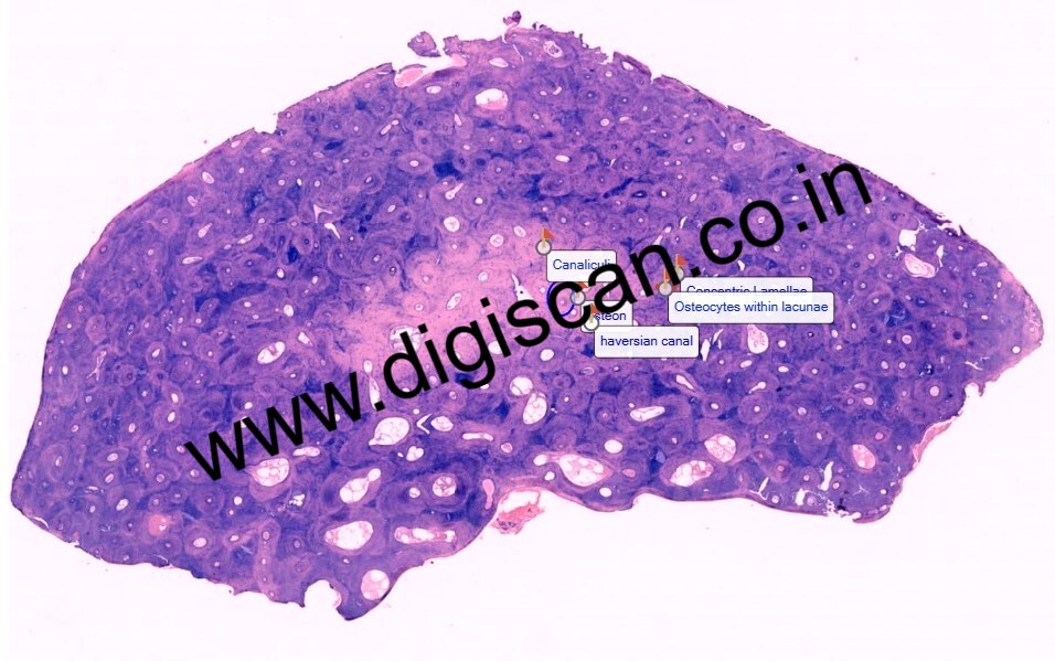 PG Histology Digital Slides Set (Annotated Histology Slides for Pathology)
